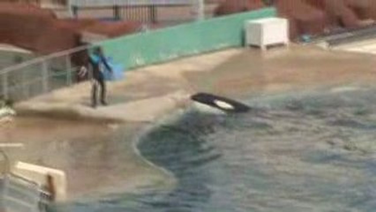 Spectacle des orques(3)