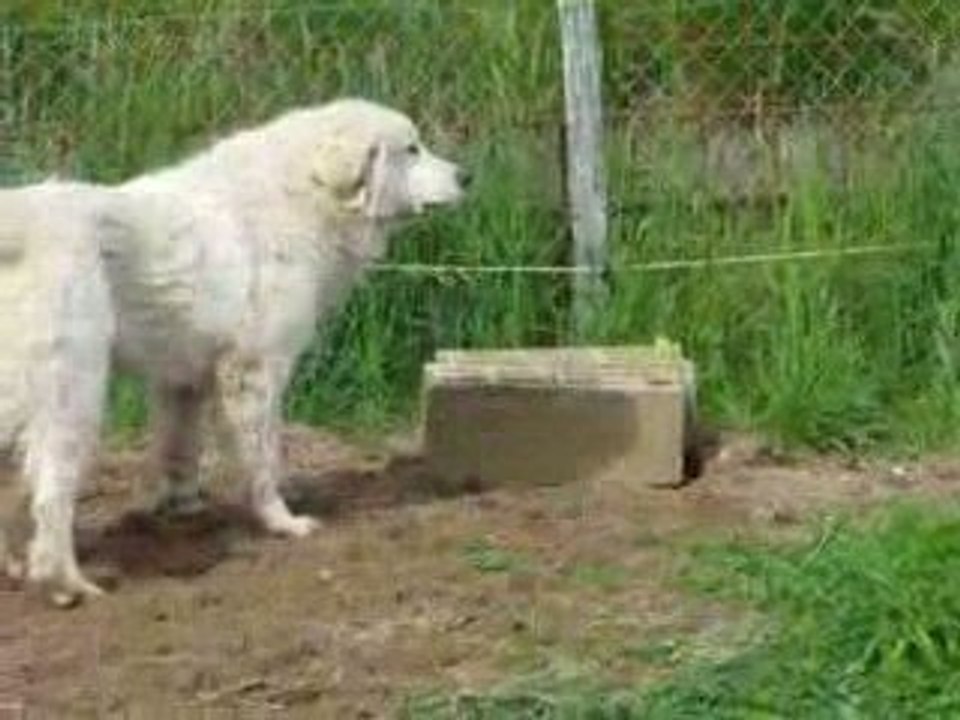dans le jardin