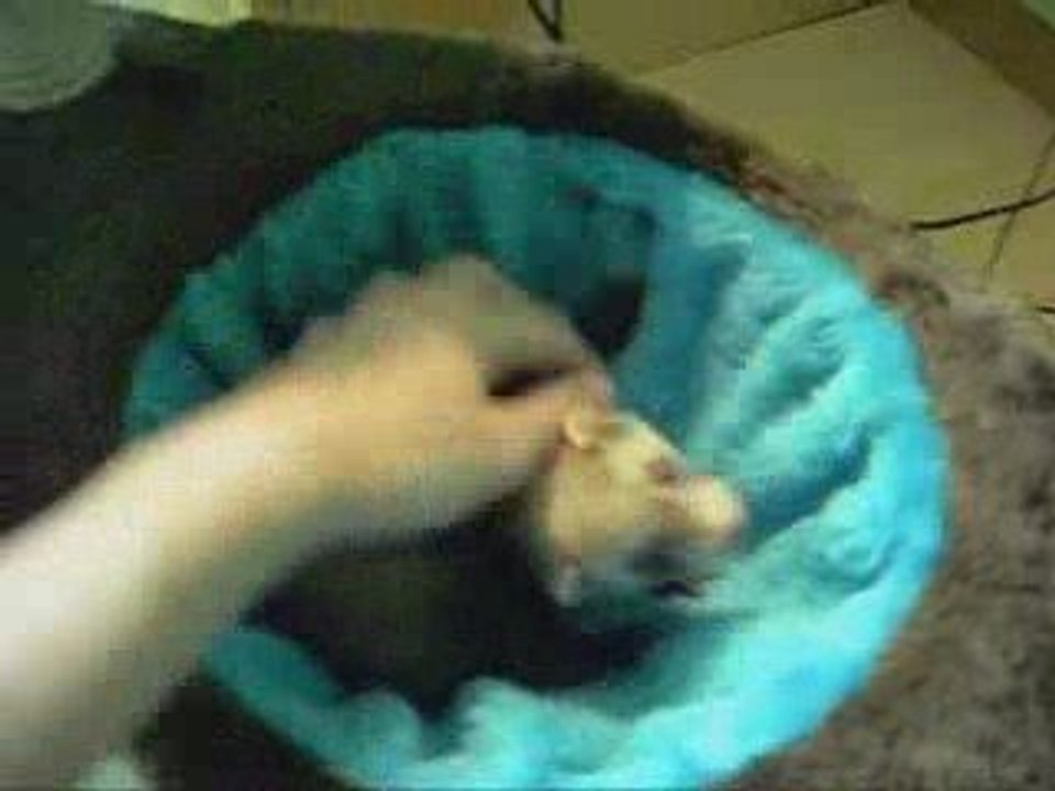 Maman et Bebe Furet jouent ensemble ^^