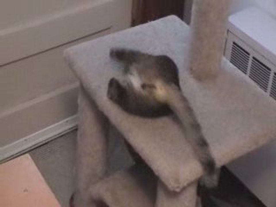 Bailey Upside Down & Crazy