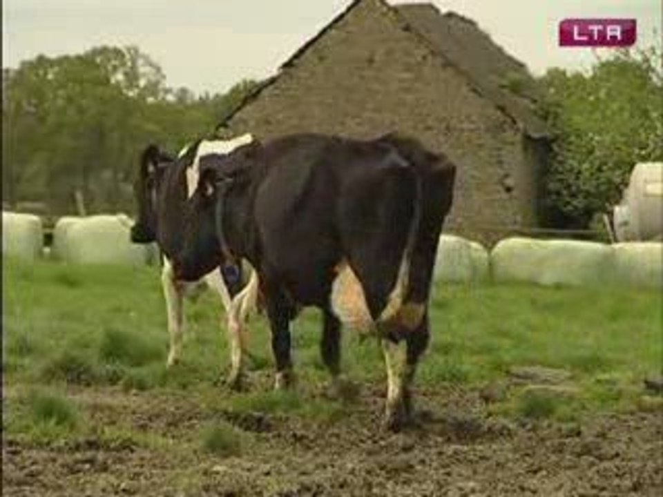 Prime à la Holstein !