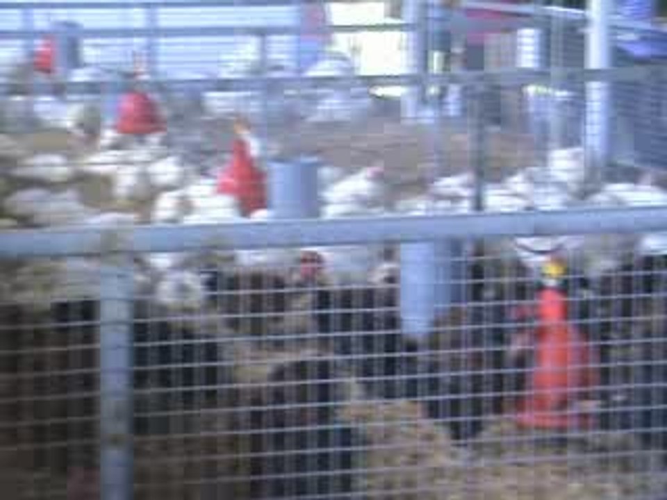 Les poules
