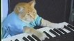 Play him off, keyboard cat