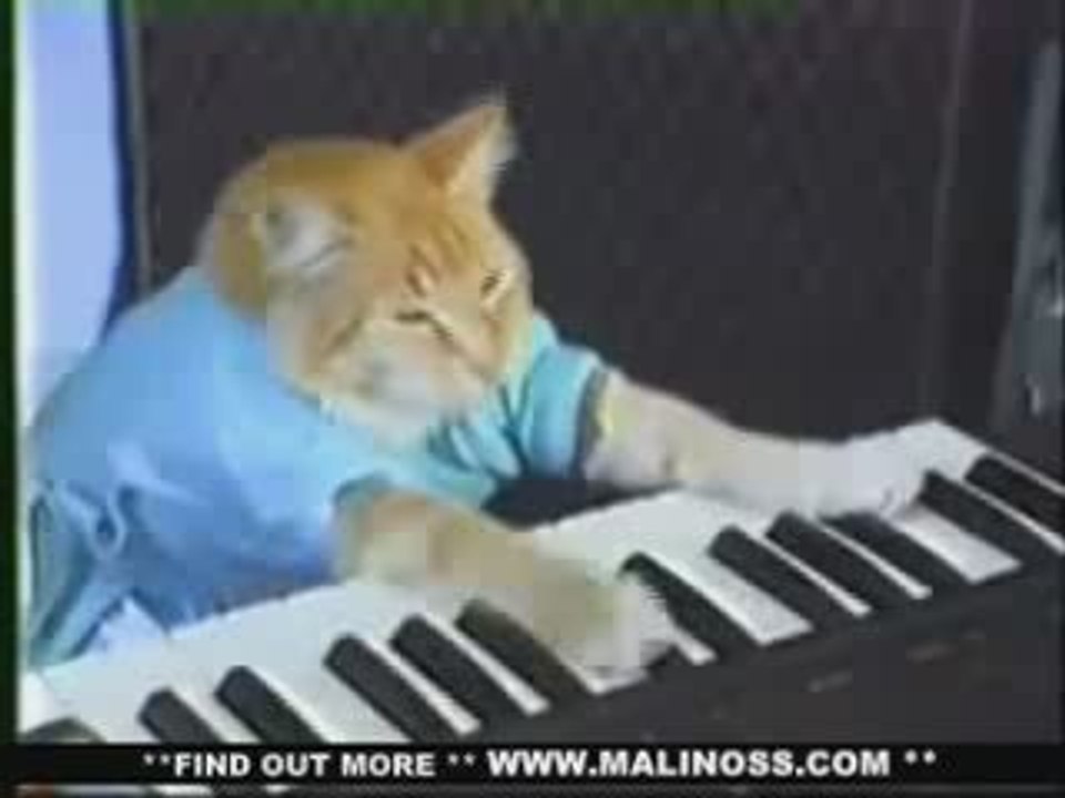Play him off, keyboard cat