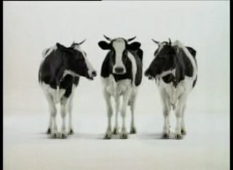 Les vaches qui chante les gospel