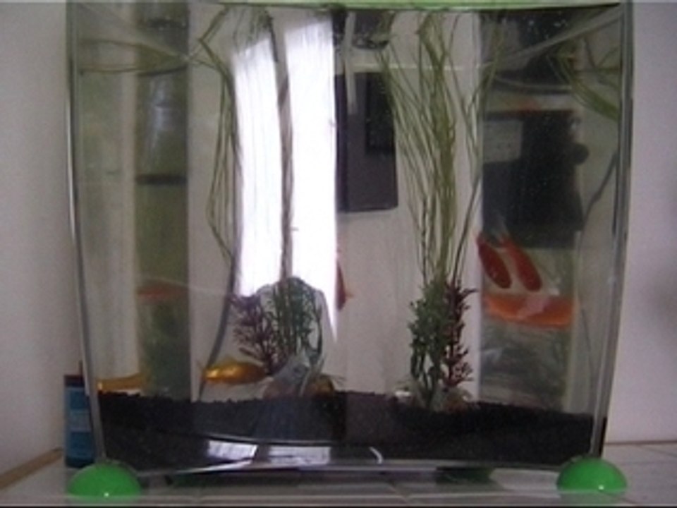 0905 poissons