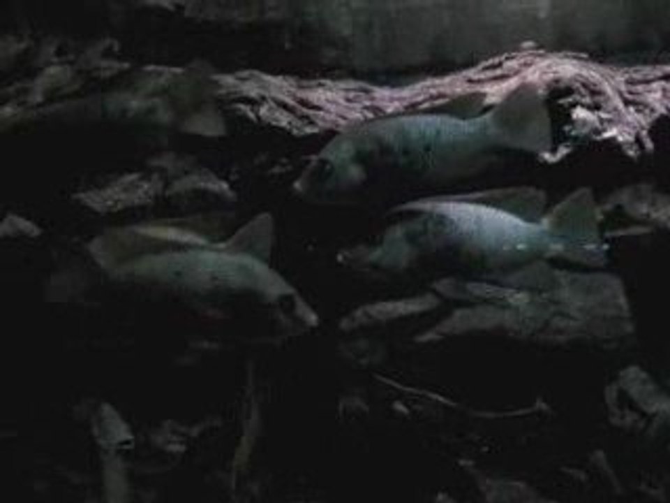Poissons