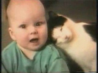 chats fous