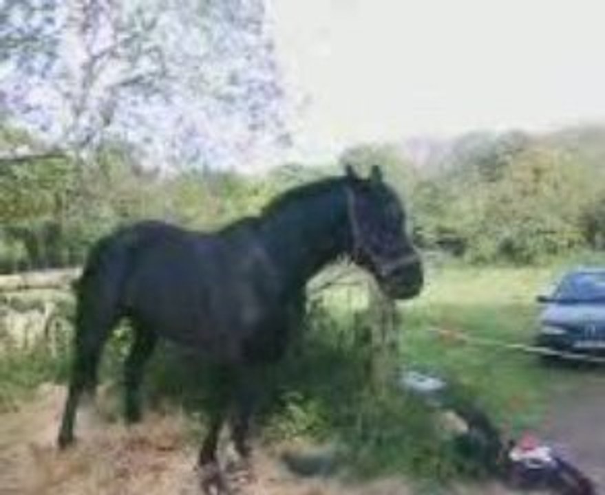 mon cheval