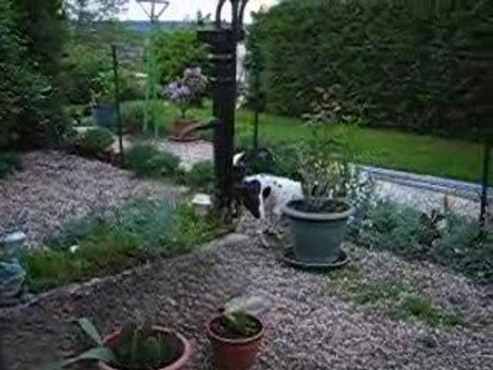 PETIT TOUR DANS LE JARDIN DE MAMAN 020