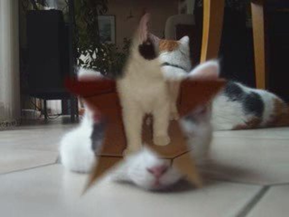 mes chatons