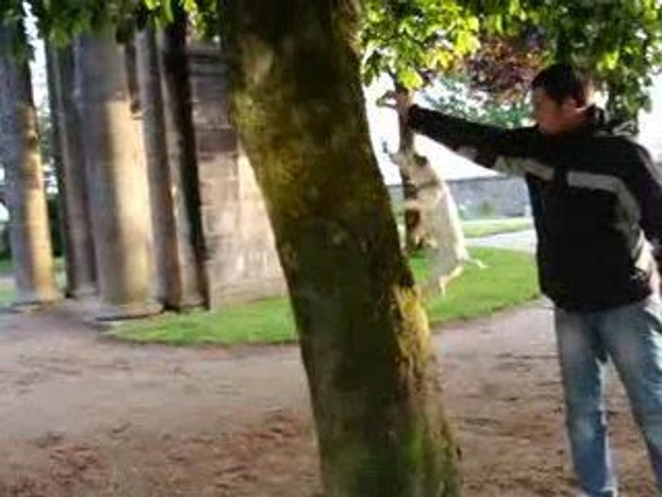 Donuts grimpe à l'arbre !!!