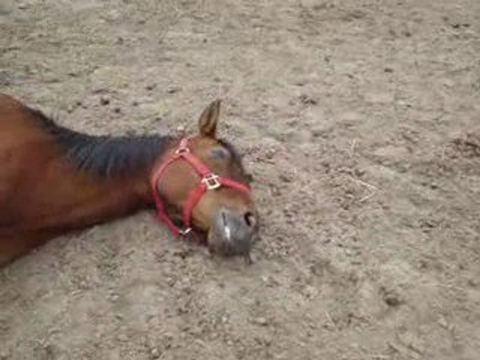 Les chevaux sont fatigues