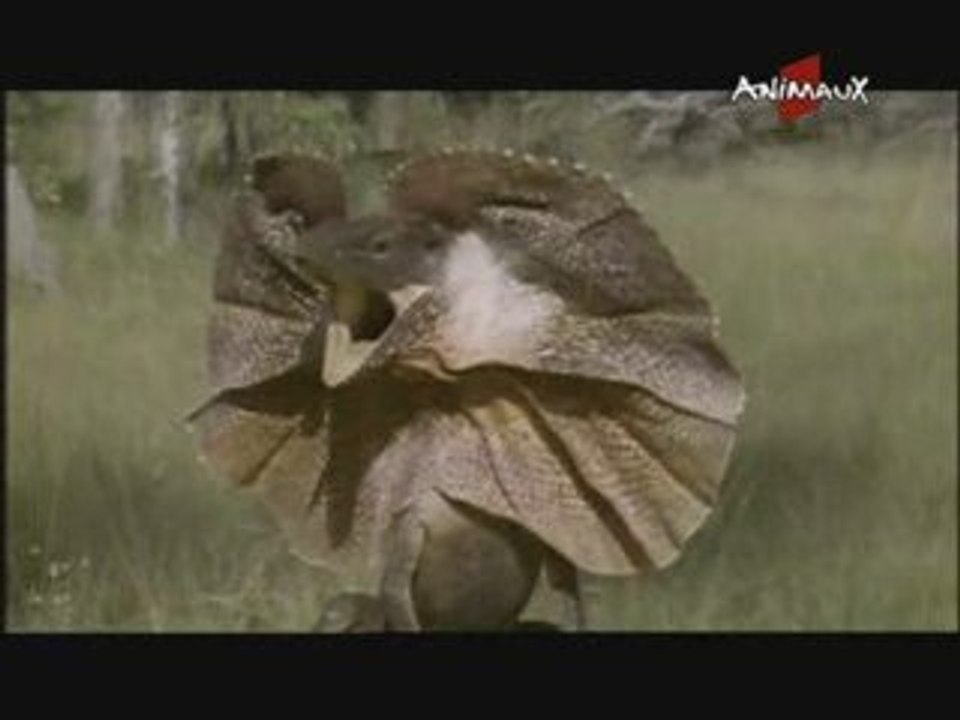 Le dragon d'Australie ou lézard à collerette