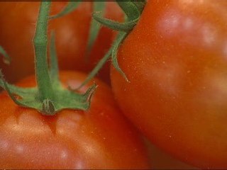 National Vegetarian Week begins