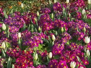 Fears for the future of gardening