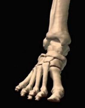 NurseReview.Org - Ankle Dorsi-flexion Extension