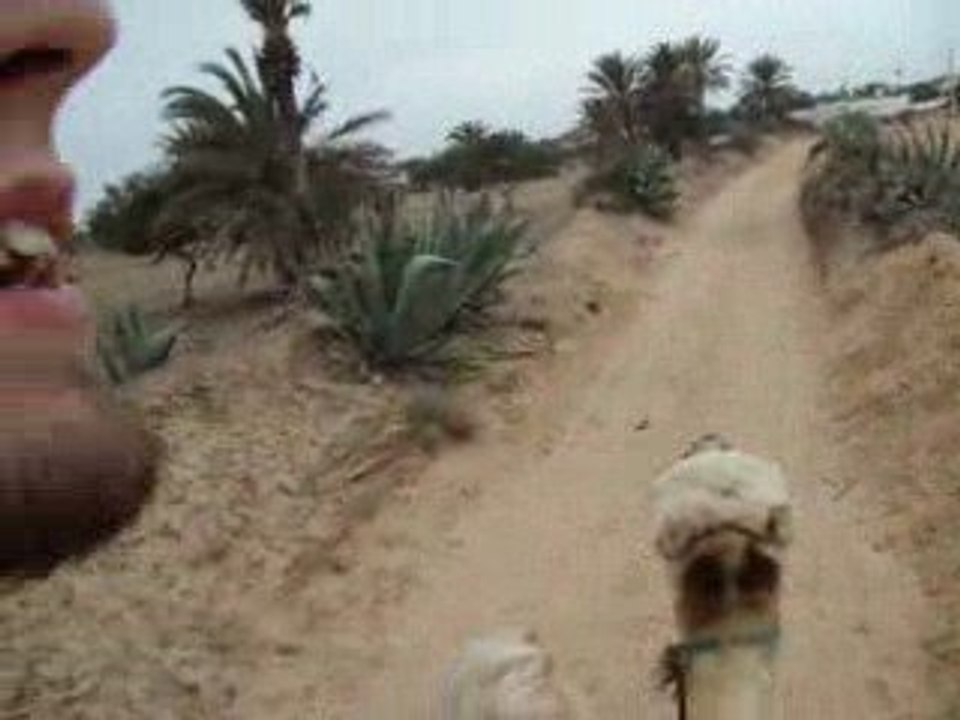 Balade en dromadaire DJERBA