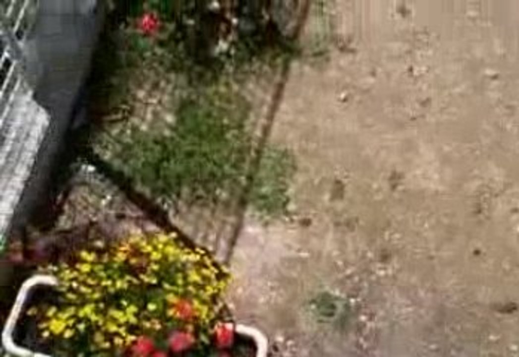 Dony dans le jardin