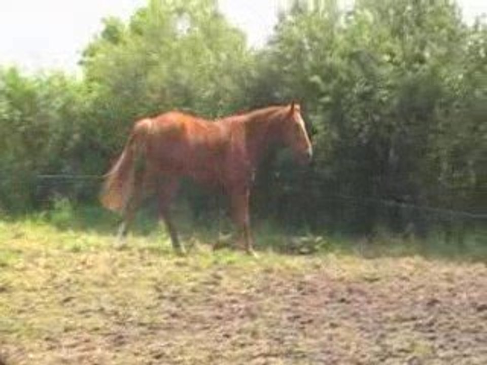 Coco au pré (2)