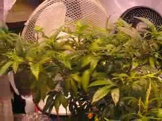 8ème J.d.C_3 jours de flo