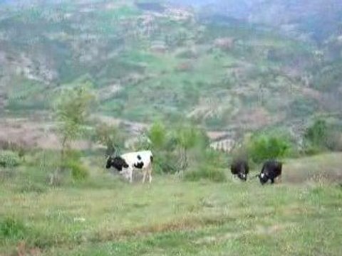 Kütahya/Simav/Kayaışık Köyü