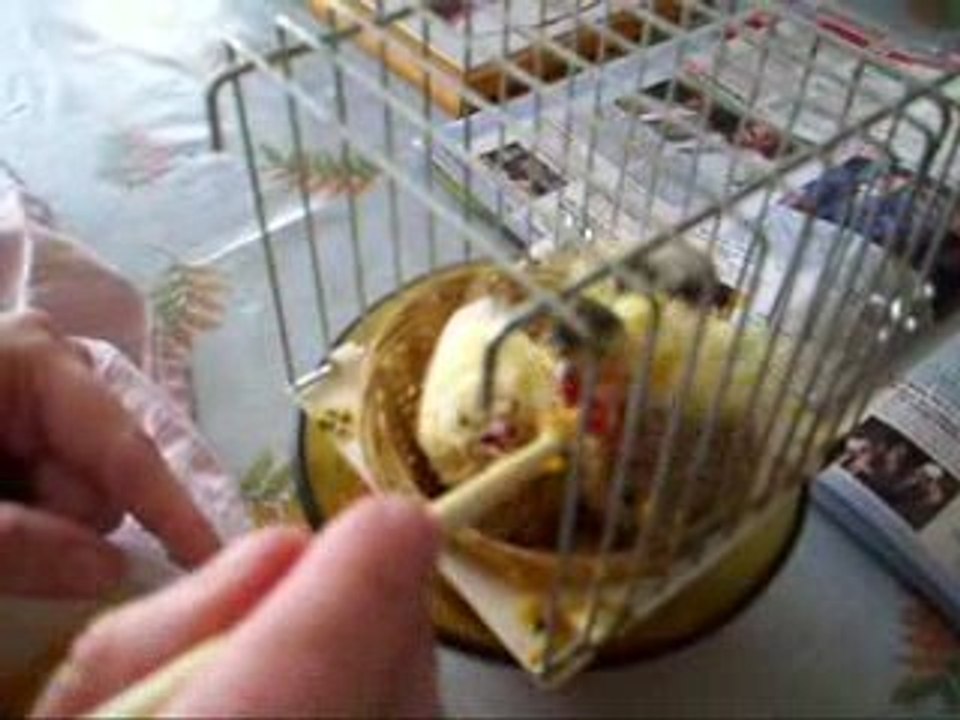 BEBES SERINS ORPHELINS