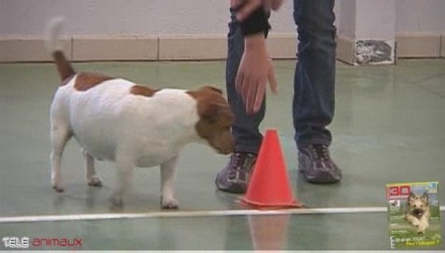 Jeu n° 4 - course de chiens ou Doggy Dash - K9 Games