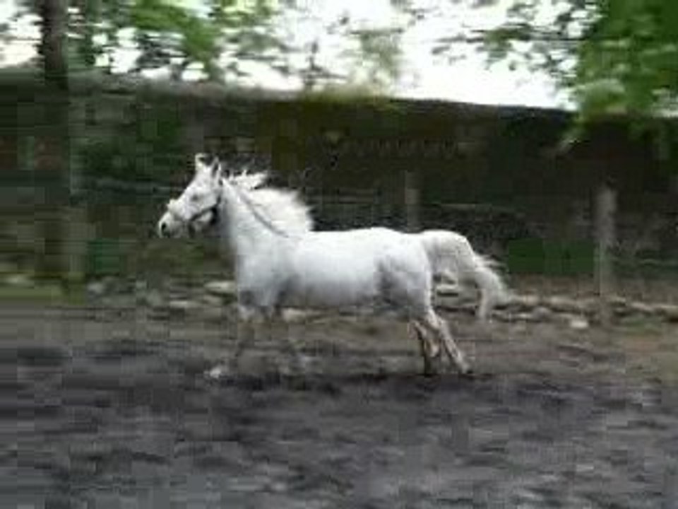 Jawel