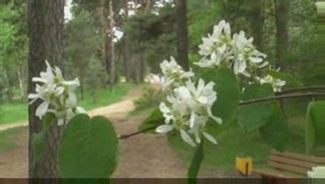 Весны цветенье