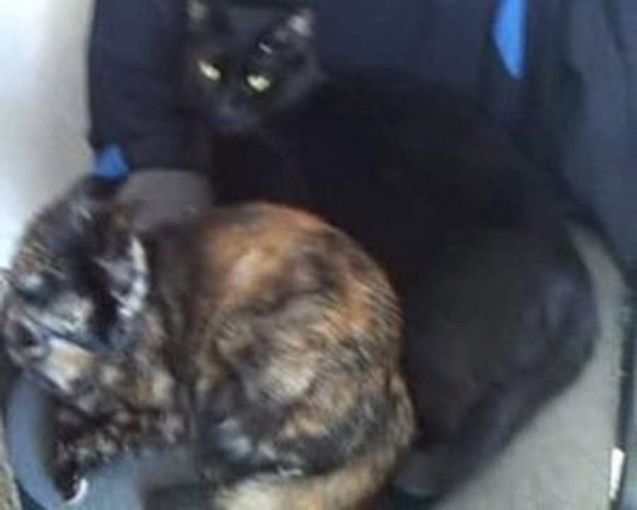 johnny  et lola