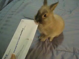 Lapin - ouvre-lettres