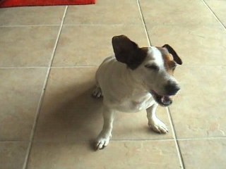 A Dog's Thoughts on Vin Diesel