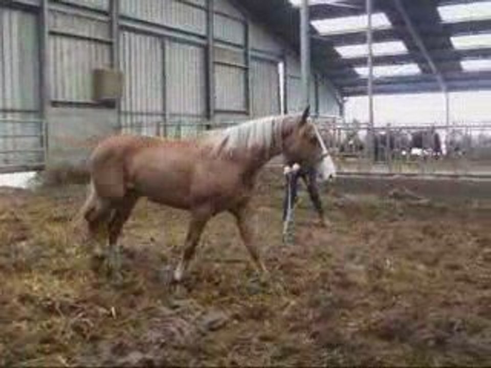 Mai12 2009 mustang longé 1ere fois