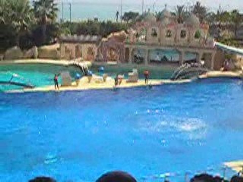 Spectacle de dauphins(4)