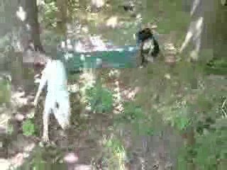 american staff entrain de tirer un banc