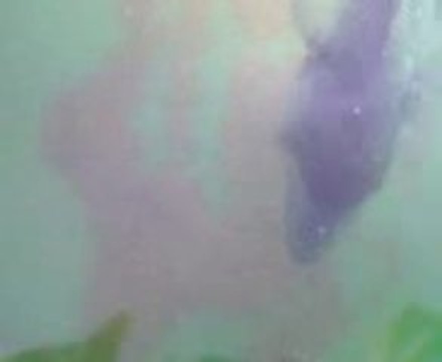 daurade au surfcasting (au vers de sable)