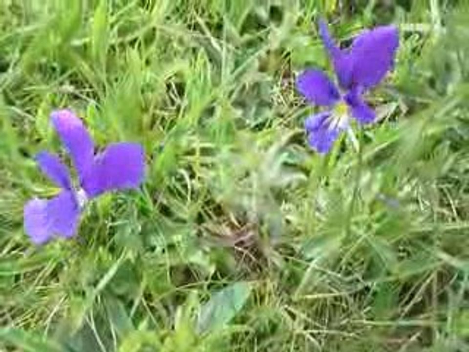 Méjanesse: Pensées du Sancy