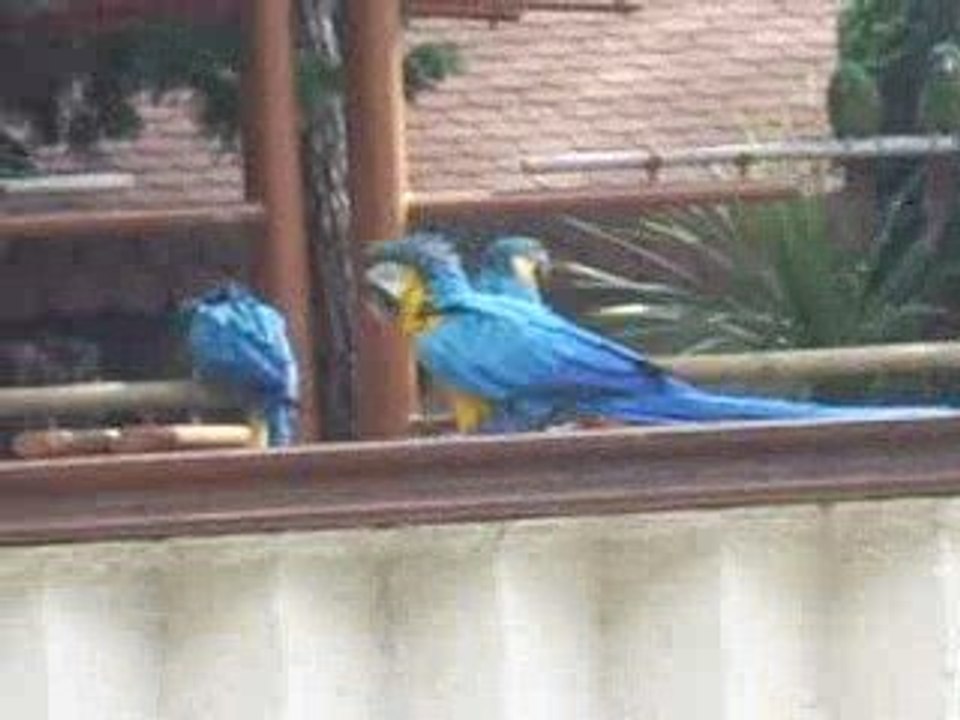 Zoo la Palmyre avec les perroquets