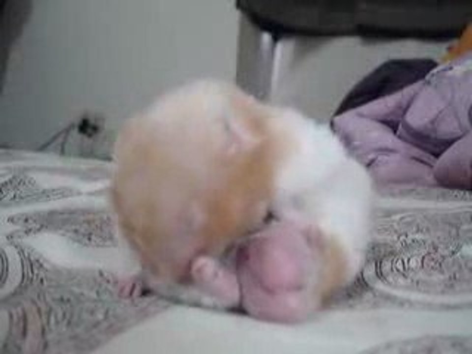Hamster sévèrement burné
