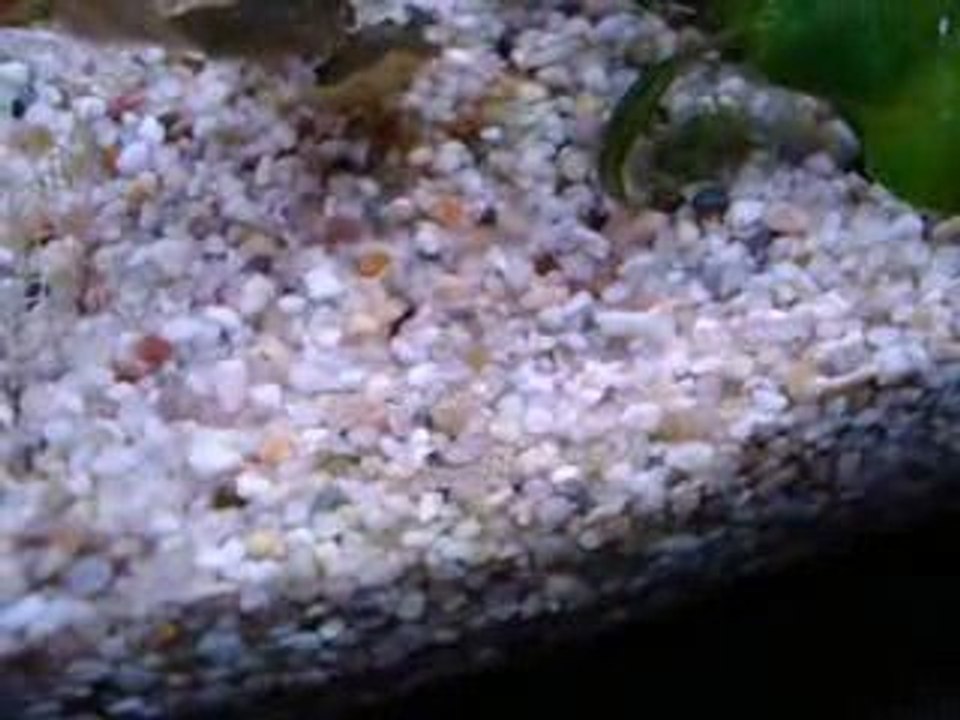 corydoras4jours
