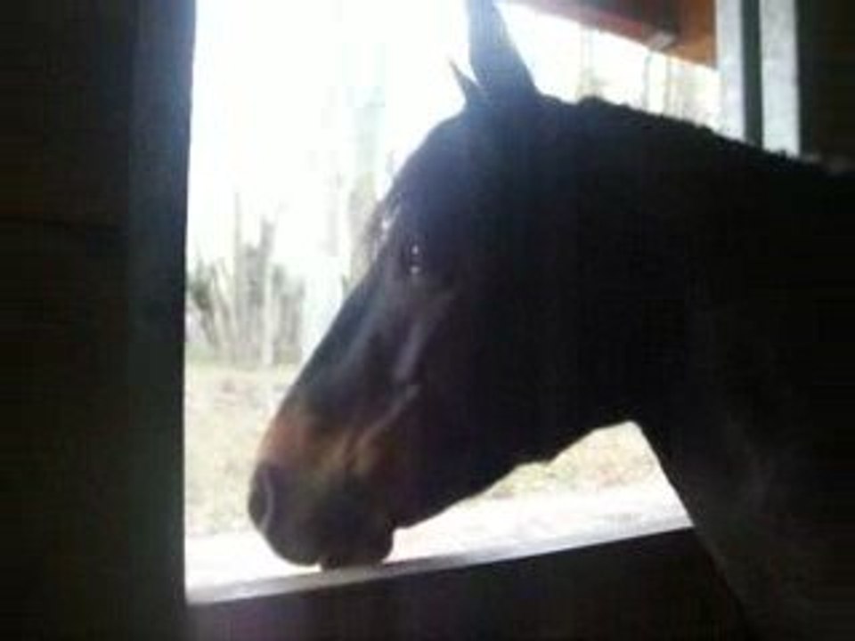My Flower, la meilleure ! (L)
