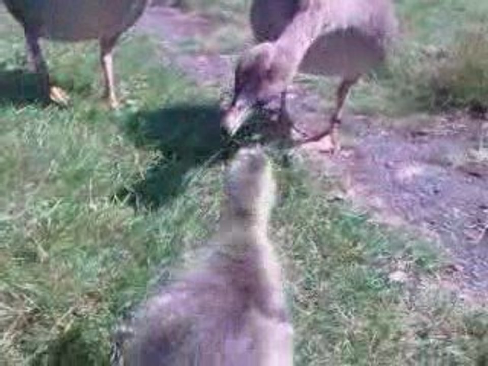 VIDEO0003_converted