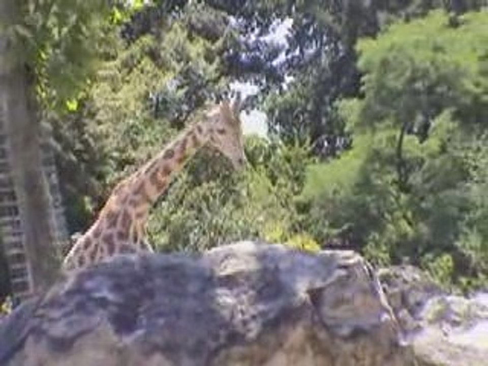 la girafe