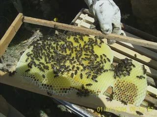 Balade aux Aurès: Djellal 2009 - نزهة في الأوراس : جلال 200