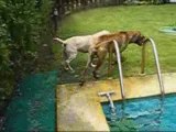 rhodesian ridgeback and labrabor puppy (festa na piscina)