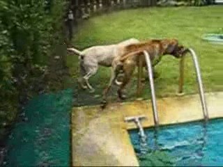 rhodesian ridgeback and labrabor puppy (festa na piscina)