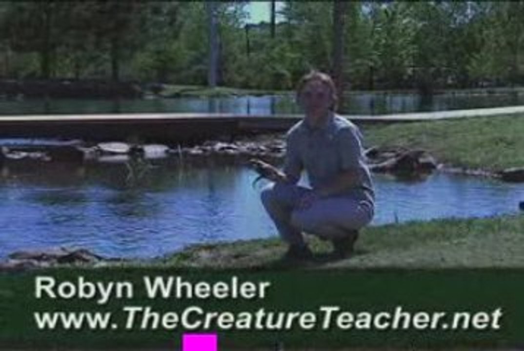 Salamander Educational Video by The Creature Teacher