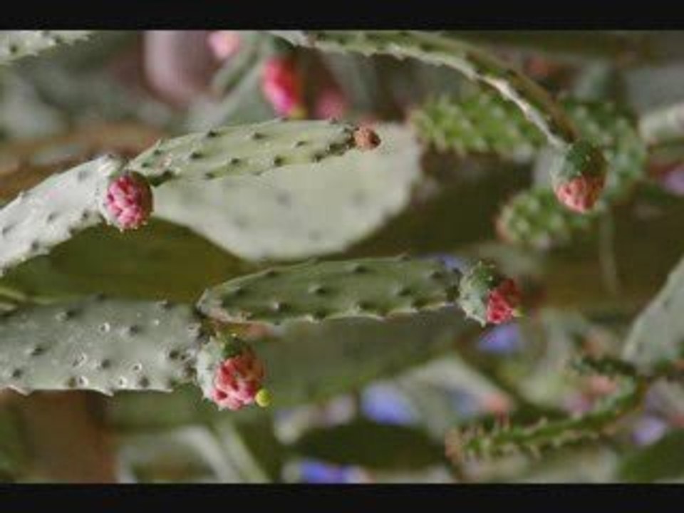 Jardin Majorelle-1-