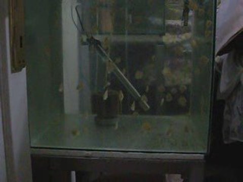 Leopard red dragon discus yavruları mayıs 09